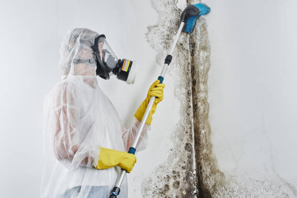 Home Mold Removal in Ramtown, NJ